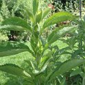Stevia rebaudiana feuille